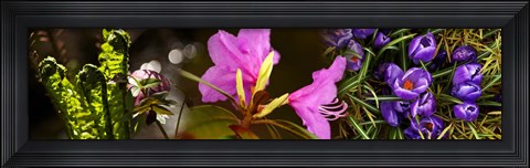 Framed Close-up of purple and pink flowers Print