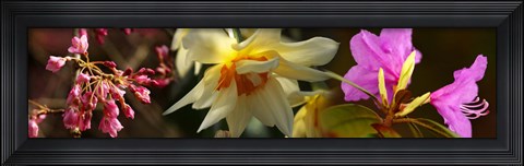 Framed Close-up of white and pink  flowers Print