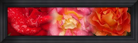 Framed Close-up of three Rose flowers Print