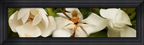 Framed Close-up of white magnolia flowers Print