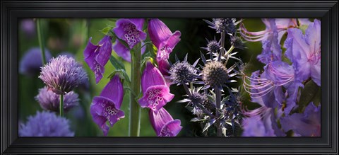 Framed Close-up of purple flowers Print