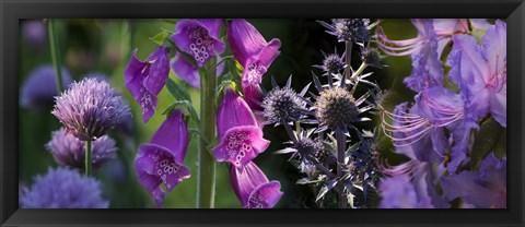 Framed Close-up of purple flowers Print