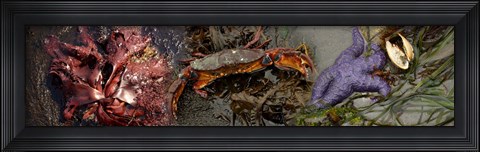 Framed Sea critters Print