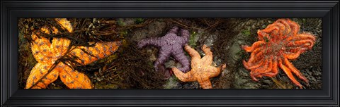 Framed Sea stars Print