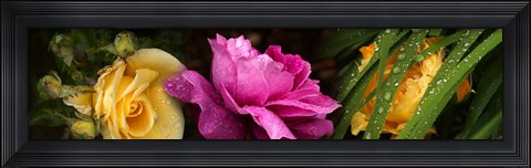 Framed Close-up of roses Print