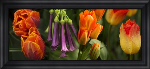 Framed Close-up of orange and purple flowers Print