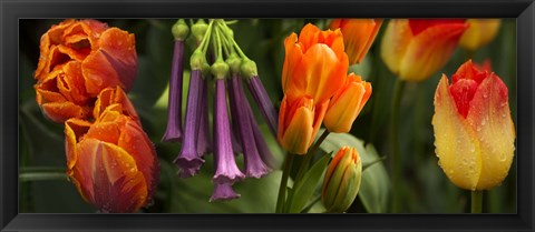 Framed Close-up of orange and purple flowers Print