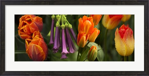 Framed Close-up of orange and purple flowers Print