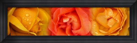 Framed Close-up of roses with dew drops Print