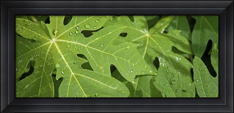 Framed Raindrops on papaya tree leaves, La Digue, Seychelles Print