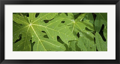 Framed Raindrops on papaya tree leaves, La Digue, Seychelles Print