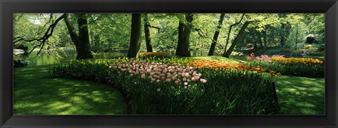 Framed Tulip flowers and trees in Keukenhof Gardens, Lisse, South Holland, Netherlands Print