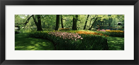 Framed Tulip flowers and trees in Keukenhof Gardens, Lisse, South Holland, Netherlands Print