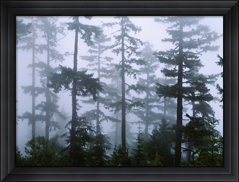 Framed Silhouette of trees with fog, Douglas Fir, Hemlock Tree, Olympic Mountains, Olympic National Park, Washington State, USA Print