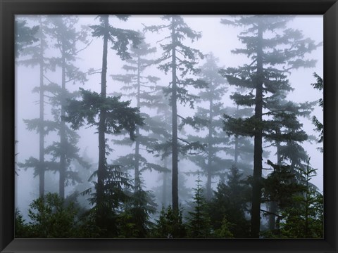 Framed Silhouette of trees with fog, Douglas Fir, Hemlock Tree, Olympic Mountains, Olympic National Park, Washington State, USA Print