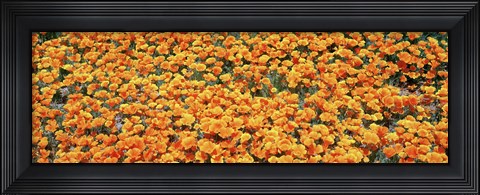 Framed High angle view of California Golden Poppies, Antelope Valley California Poppy Reserve, California, USA Print