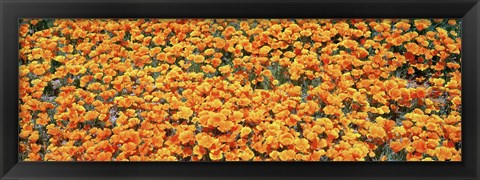 Framed High angle view of California Golden Poppies, Antelope Valley California Poppy Reserve, California, USA Print