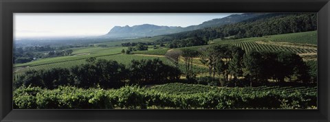 Framed Vineyard with mountains, Constantiaberg, Constantia, Cape Winelands, Cape Town, Western Cape Province, South Africa Print