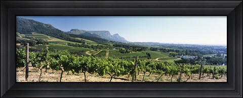 Framed Vineyard with Constantiaberg Range and Table Mountain, Constantia, Cape Town, Western Cape Province, South Africa Print