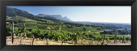 Framed Vineyard with Constantiaberg Range and Table Mountain, Constantia, Cape Town, Western Cape Province, South Africa Print