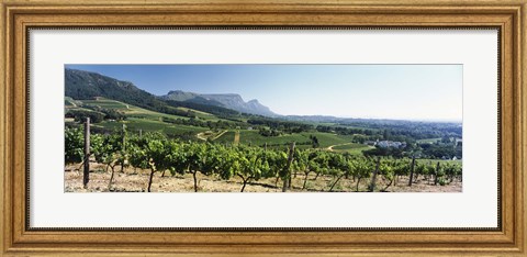 Framed Vineyard with Constantiaberg Range and Table Mountain, Constantia, Cape Town, Western Cape Province, South Africa Print