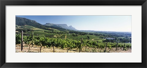 Framed Vineyard with Constantiaberg Range and Table Mountain, Constantia, Cape Town, Western Cape Province, South Africa Print