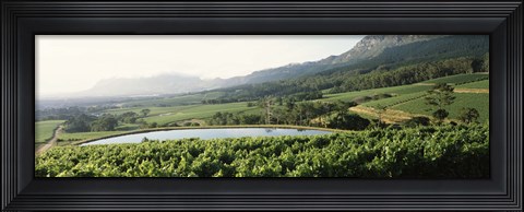 Framed Vineyard with Constantiaberg mountain range, Constantia, Cape Winelands, Cape Town, Western Cape Province, South Africa Print
