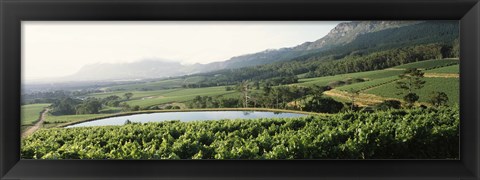 Framed Vineyard with Constantiaberg mountain range, Constantia, Cape Winelands, Cape Town, Western Cape Province, South Africa Print