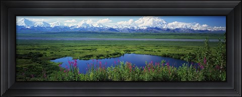 Framed Fireweed flowers in bloom by lake, distant Mount McKinley and Alaska Range in clouds, Denali National Park, Alaska, USA. Print