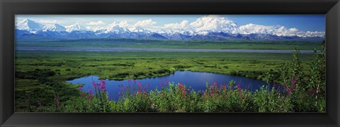 Framed Fireweed flowers in bloom by lake, distant Mount McKinley and Alaska Range in clouds, Denali National Park, Alaska, USA. Print