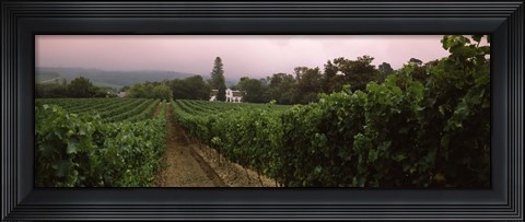 Framed Vineyard with a Cape Dutch style house, Vergelegen, Capetown near Somerset West, Western Cape Province, South Africa Print