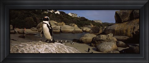 Framed Colony of Jackass penguins on the beach, Boulder Beach, Cape Town, Western Cape Province, Republic of South Africa Print