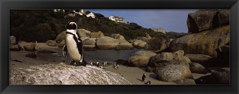 Framed Colony of Jackass penguins on the beach, Boulder Beach, Cape Town, Western Cape Province, Republic of South Africa Print