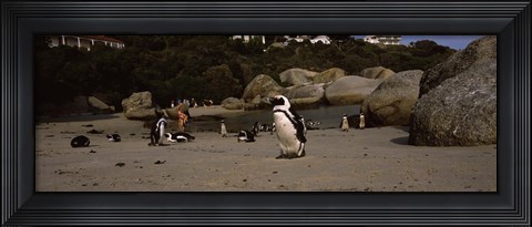 Framed Colony of Jackass penguins with tourists, Boulder Beach, False Bay, Cape Town, Western Cape Province, Republic of South Africa Print