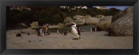 Framed Colony of Jackass penguins with tourists, Boulder Beach, False Bay, Cape Town, Western Cape Province, Republic of South Africa Print