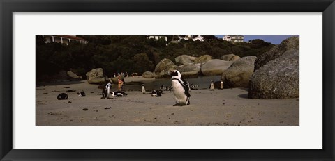 Framed Colony of Jackass penguins with tourists, Boulder Beach, False Bay, Cape Town, Western Cape Province, Republic of South Africa Print