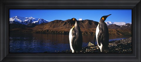 Framed Two King penguins on shore of Cumberland Bay East, King Edward Point, Cumberland Bay, South Georgia Island Print