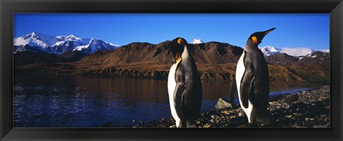 Framed Two King penguins on shore of Cumberland Bay East, King Edward Point, Cumberland Bay, South Georgia Island Print