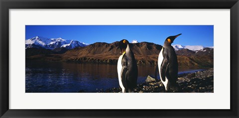 Framed Two King penguins on shore of Cumberland Bay East, King Edward Point, Cumberland Bay, South Georgia Island Print