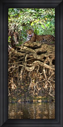 Framed Jaguar resting at the riverside, Three Brothers River, Meeting of the Waters State Park, Pantanal Wetlands, Brazil Print