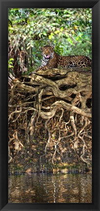 Framed Jaguar resting at the riverside, Three Brothers River, Meeting of the Waters State Park, Pantanal Wetlands, Brazil Print