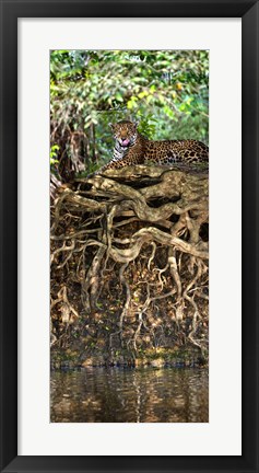 Framed Jaguar resting at the riverside, Three Brothers River, Meeting of the Waters State Park, Pantanal Wetlands, Brazil Print