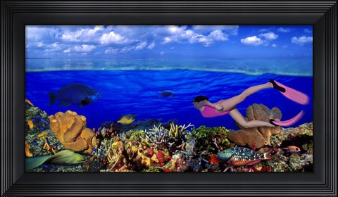 Framed Diver along reef with parrotfish, Green Moray Eel and White Spotted Filefish (Cantherhines macrocerus) underwater Print