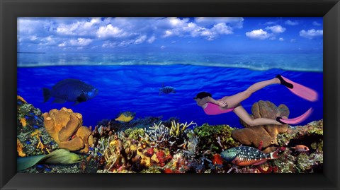 Framed Diver along reef with parrotfish, Green Moray Eel and White Spotted Filefish (Cantherhines macrocerus) underwater Print