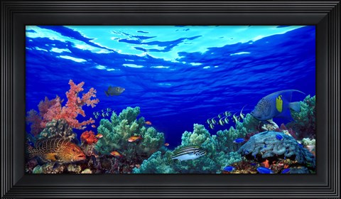 Framed Underwater view of Pallid triggerfish, Oriental Sweetlips and Longfin bannerfish with Yellowbar Angelfish Print