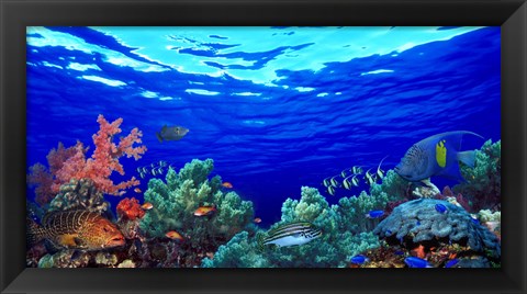 Framed Underwater view of Pallid triggerfish, Oriental Sweetlips and Longfin bannerfish with Yellowbar Angelfish Print