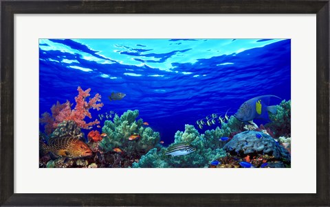 Framed Underwater view of Pallid triggerfish, Oriental Sweetlips and Longfin bannerfish with Yellowbar Angelfish Print