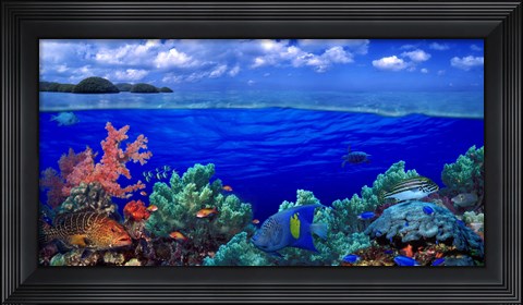 Framed Underwater view of Yellowbar Angelfish with Tiger Grouper and Oriental Sweetlips (Plectorhinchus Vittatus) Print