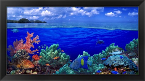 Framed Underwater view of Yellowbar Angelfish with Tiger Grouper and Oriental Sweetlips (Plectorhinchus Vittatus) Print