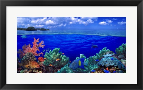 Framed Underwater view of Yellowbar Angelfish with Tiger Grouper and Oriental Sweetlips (Plectorhinchus Vittatus) Print